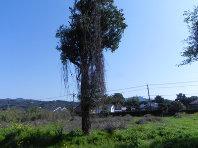 池田境界