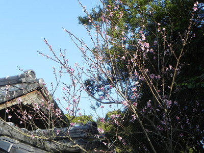 街道側東植込