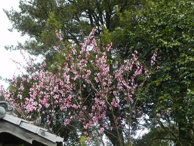 街道側東植込