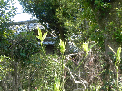 街道側西植込