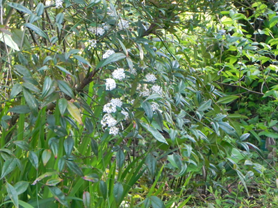 中央植込