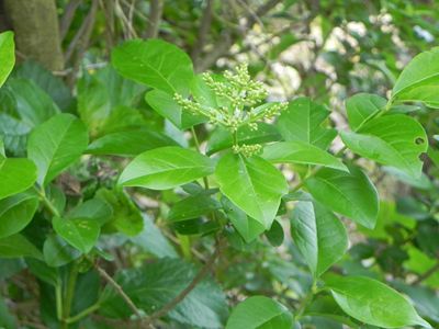 街道側西植込