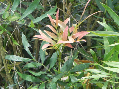 街道側西植込