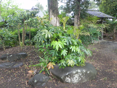 写真